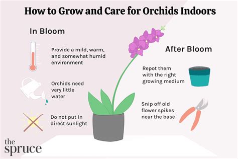 Orchid Growing Guide for Dummies Epub