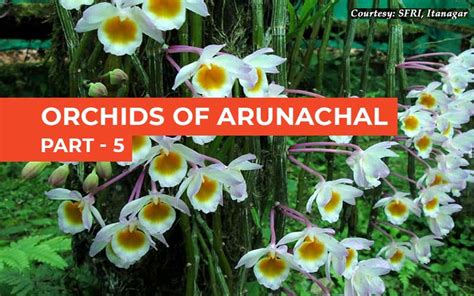 Orchidaceae of Arunachal Pradesh Checklist PDF