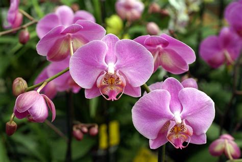 Orchids Reader