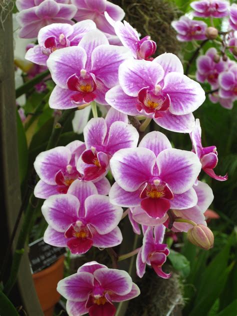 Orchids: