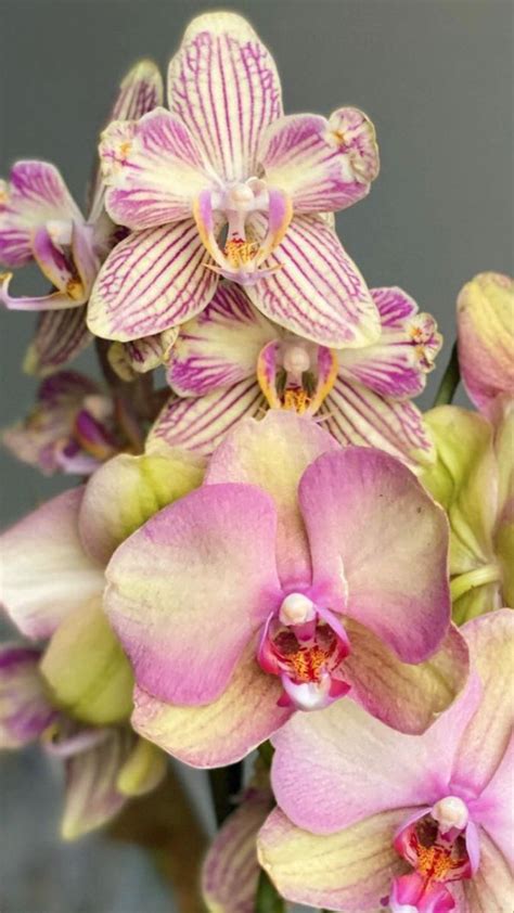 Orchids for Sale Near Me: 25,000+ Varieties to Bring Joy to Your Home