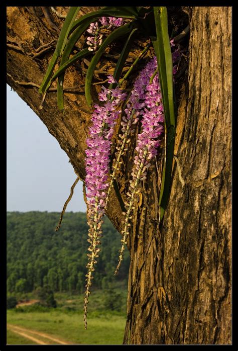 Orchids of Orissa Doc