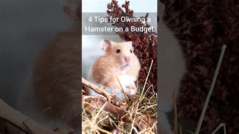 Order Hamster Online: Get Your Furry Friend in 24 Easy Steps!