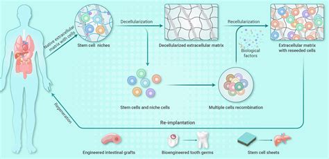 Organ Regeneration: