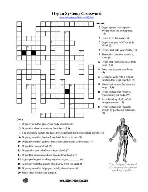 Organ Systems Crossword 2 Answers Reader