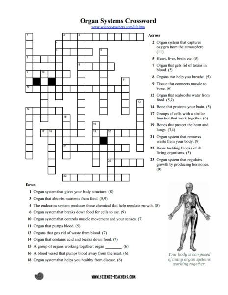 Organ Systems Crossword Answer Key PDF