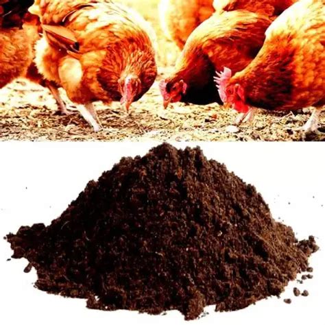 Organic Chicken Fertilizer: A Nutrient-Packed Powerhouse for Your Garden