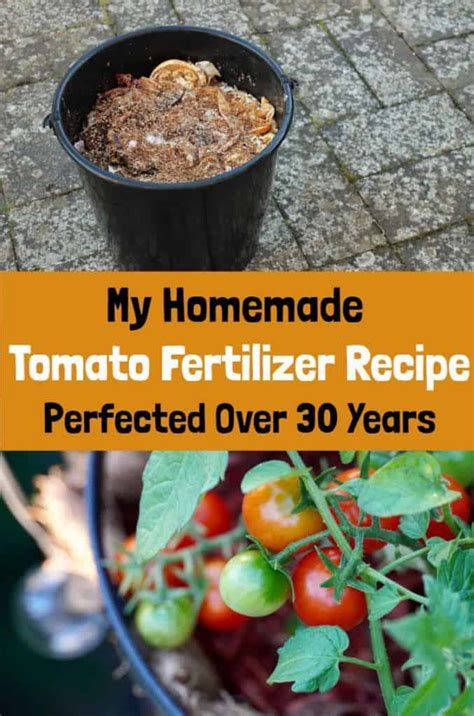 Organic Fertilizer: 3 Secret Remedies for Thriving Tomato Plants