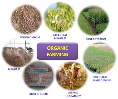 Organic Fertilizer: A Sustainable Solution for Modern Agriculture