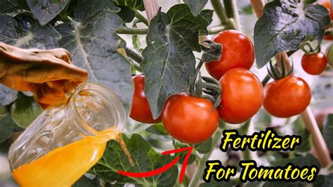 Organic Fertilizer For Tomato: 10,000 Tips, Tricks & Secrets