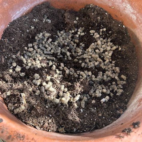 Organic Fertilizer Pellets: The 7 Secrets to a Thriving Garden