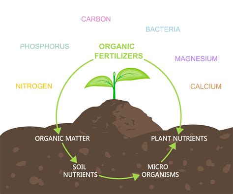 Organic Fertilizer Potassium: Enhancing Soil Health and Crop Productivity