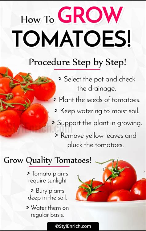 Organic Fertilizer Tomato: A 10-Step Guide to Growing Healthier, More Flavorful Tomatoes