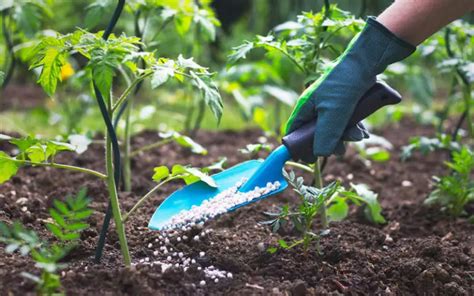 Organic Fertilizer Tomato: Achieving Optimal Growth and Yield