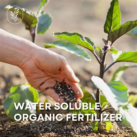 Organic Fertilizer Water Soluble: The 7 Essential Nutrients for Thriving Plants