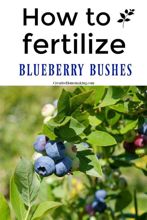 Organic Fertilizer for Blueberry Plants: A Comprehensive Guide