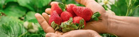 Organic Fertilizer for Strawberries: A Guide to 21st-Century Farming Practices