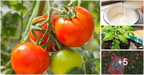 Organic Fertilizer for Tomato Plants: A Bountiful Harvest with Natural Goodness