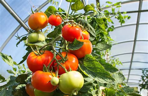 Organic Fertilizer for Tomatoes: A Comprehensive Guide to Boosting Yields and Flavor