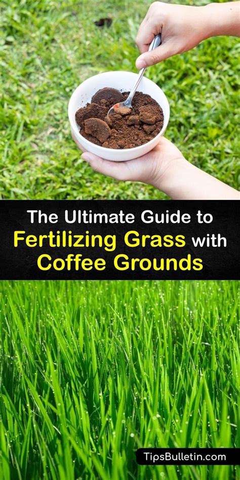 Organic Fertilizers for Lawns: The Ultimate Guide