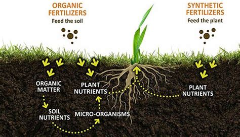 Organic Fertilizers for Lawns: Why They Matter