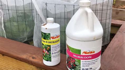 Organic Fish Fertilizer: Your Key to Bountiful Harvests