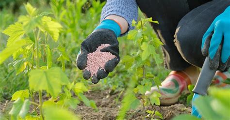 Organic Gardening Fertilizer: A 101 Guide