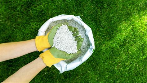 Organic Lawn Care Fertilizer: The Ultimate Guide