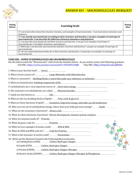 Organic Macromolecules Answer Key Reader