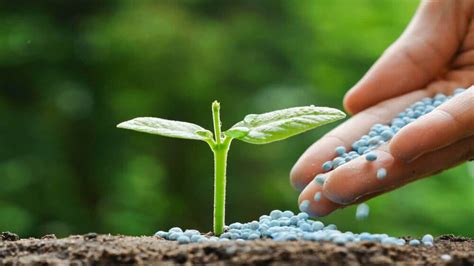 Organic N Fertilizer: A Natural Way to Boost Plant Growth