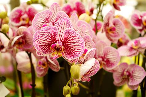 Organic Orchid Fertilizer: A Comprehensive Guide to Natural Orchid Care