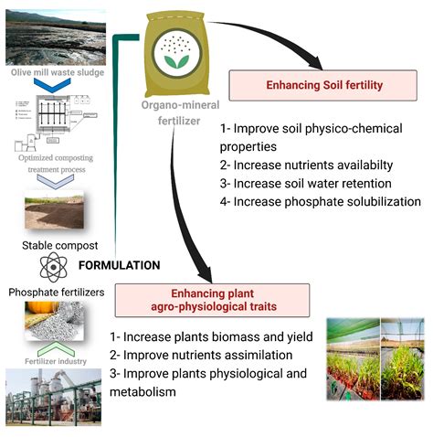 Organic Phosphorus Fertilizer: A 21st-Century Solution for Soil Health and Crop Productivity