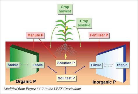 Organic Phosphorus Fertilizer: The 10,000-Year Solution to Global Crop 