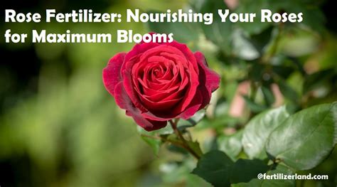 Organic Rose Fertilizer: A Comprehensive Guide to Nourishing Your Blooms with Nature's Bounty