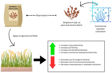 Organic Seaweed Fertilizer: A Sustainable Solution to Modern Farming