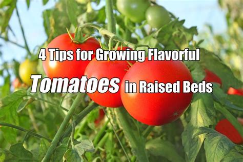 Organic Tomato Fertilizer: The Ultimate Guide to Growing Bountiful, Flavorful Tomatoes