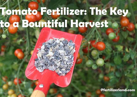 Organic Tomato Food Fertilizer: A Comprehensive Guide to Bountiful Harvests