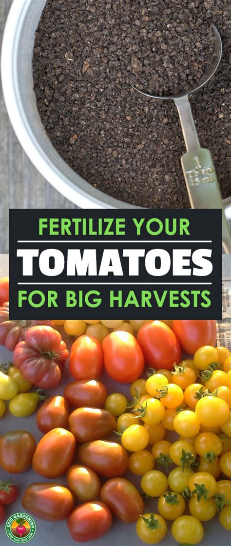 Organic Tomato Food Fertilizer: Your Guide to a Healthy and Abundant Harvest