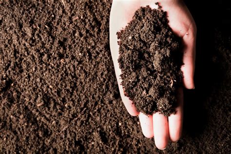 Organic Vegetable Fertilizer: A Comprehensive Guide to Enriching Your Soil Naturally