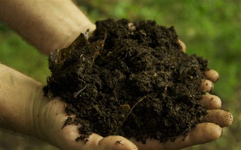 Organic fertilizer