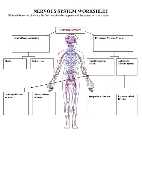 Organization Of The Nervous System Worksheet Answers PDF
