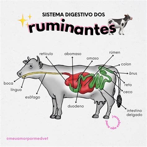 Originária do estômago e intestino delgado de animais ruminantes