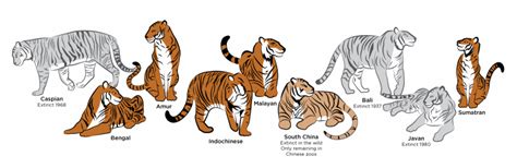 Origin and Evolution of Tigers Colors