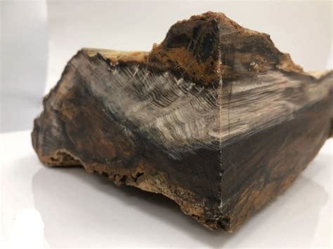 Origin and Formation of Petrified Black Wood