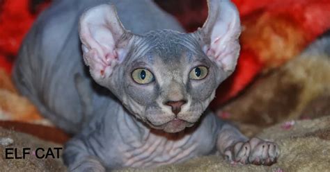 Origin and History of the Elf Cat