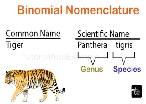 Origin and Nomenclature