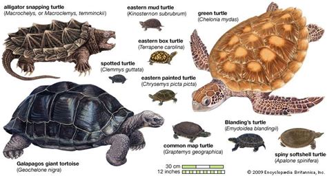 Origins: Turtles on a Half-Shell