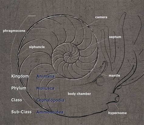 Origins and Anatomy of Ammonite Fossils