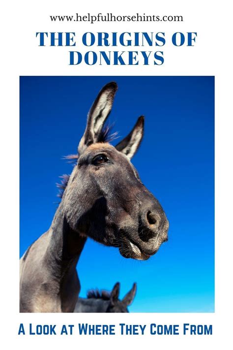 Origins and Characteristics of Donkeys