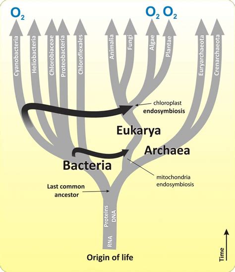 Origins and Classification